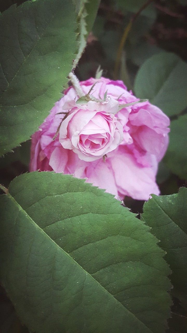 rose