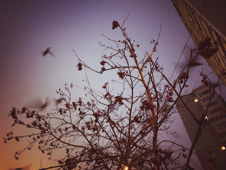 evening