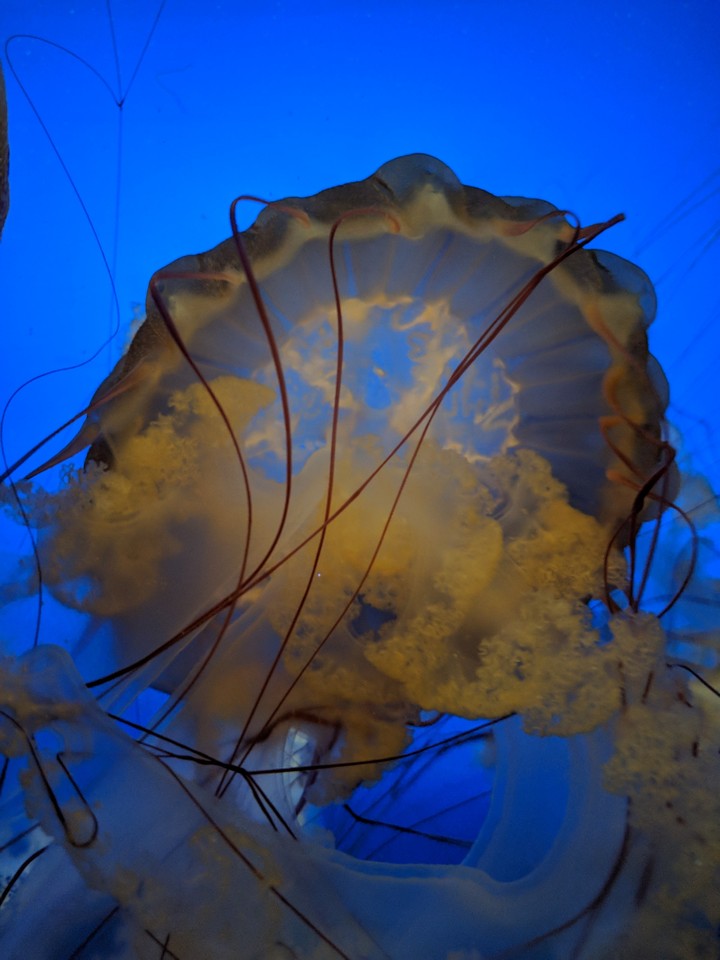 jellyfish