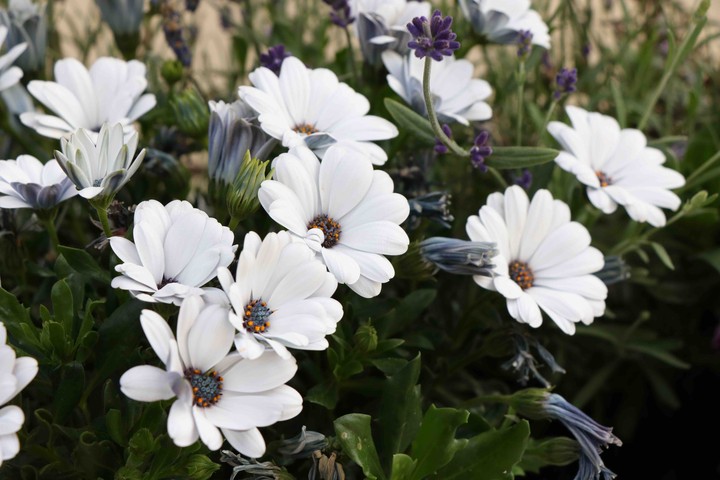 flowers