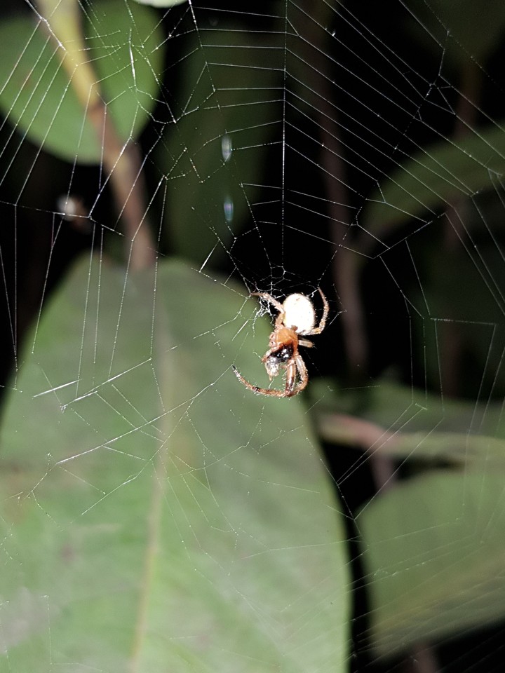 spider