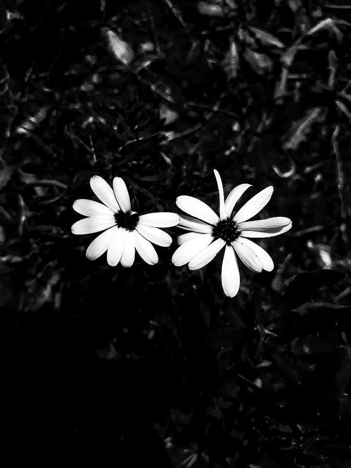 black and white