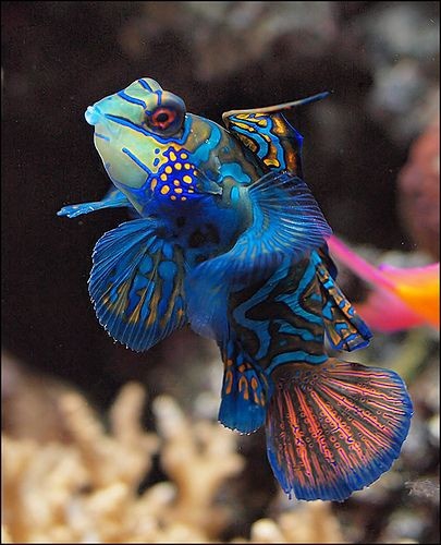 Fish