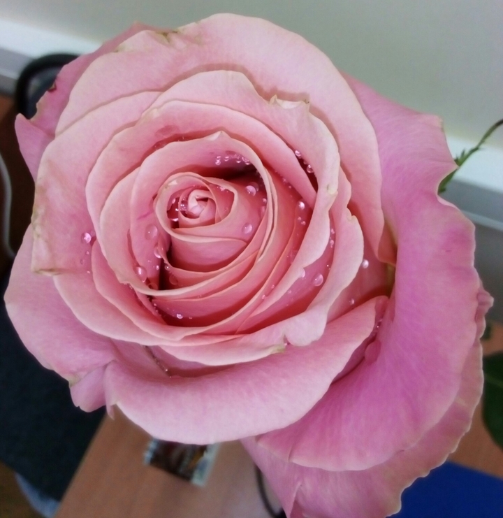 rose2