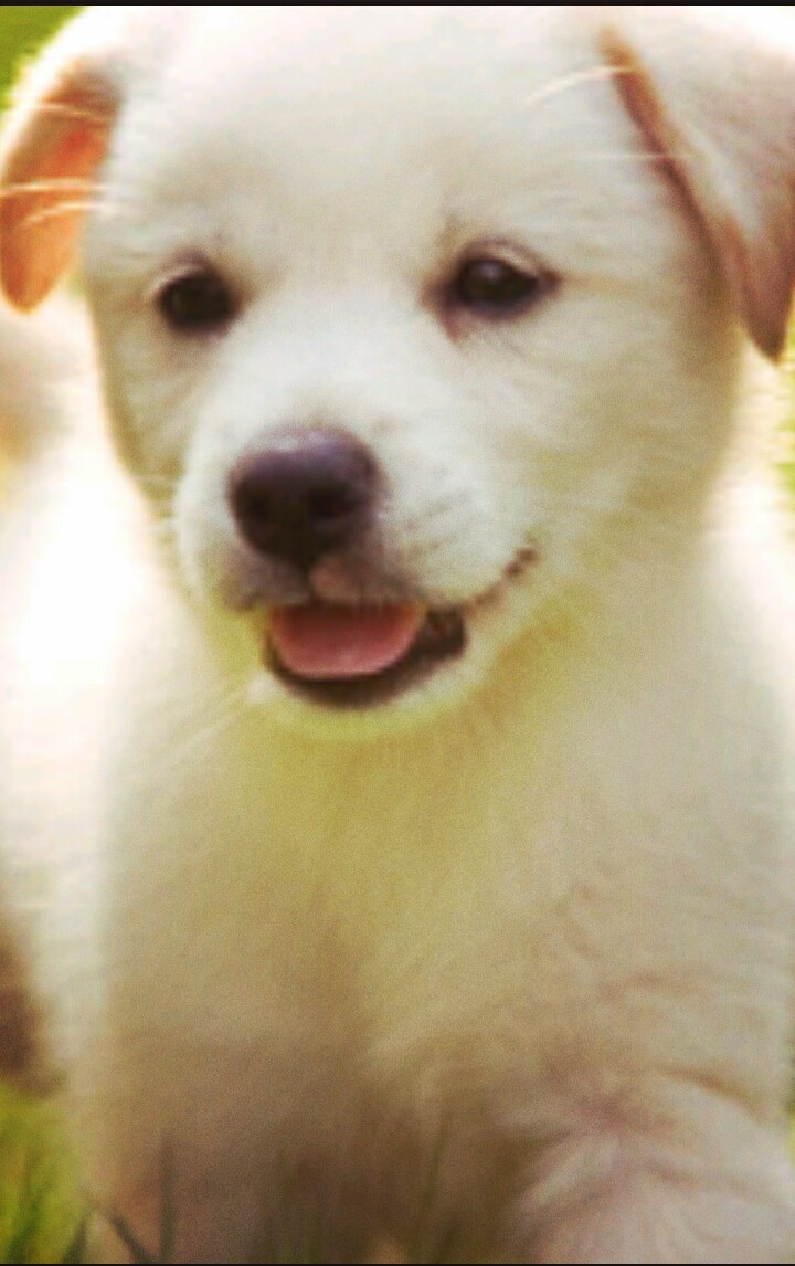 puppu