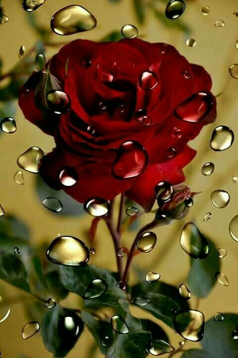 rose