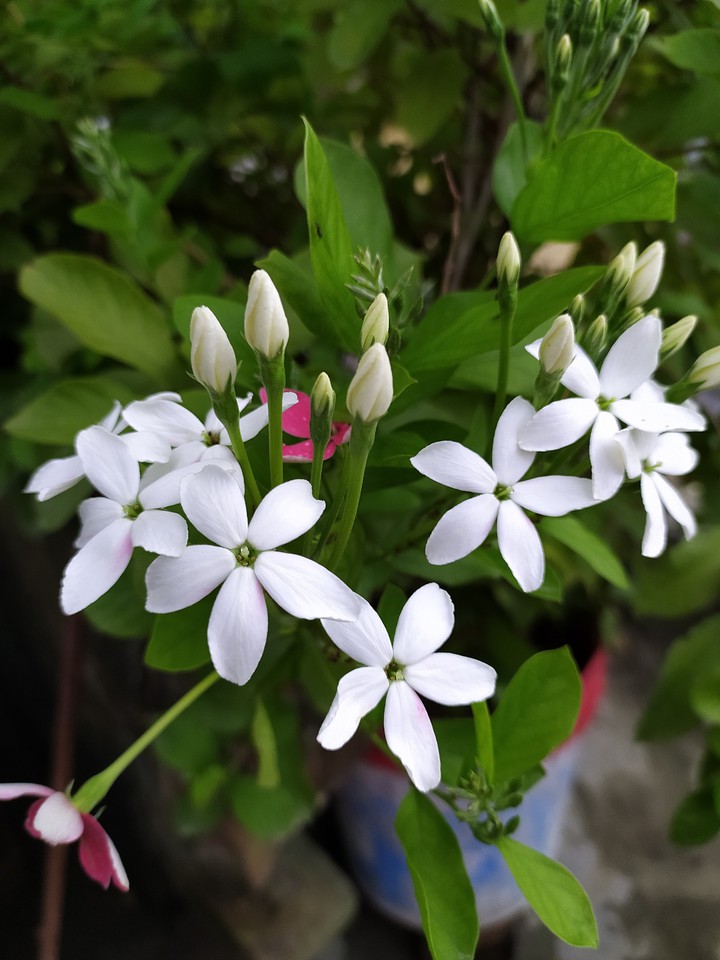 White flower