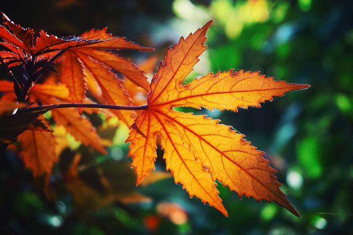 Maple Leaf