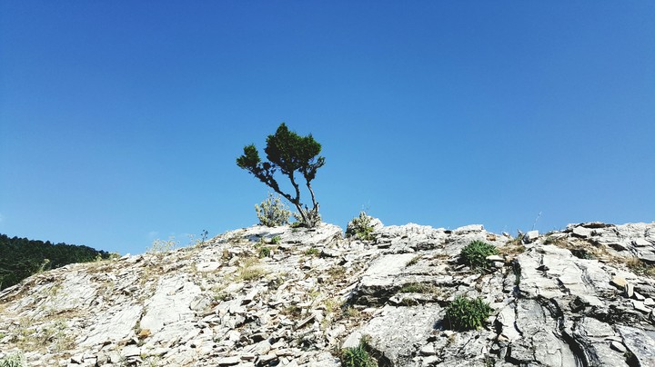 Doğanın Yalnız Kalışı [Background]