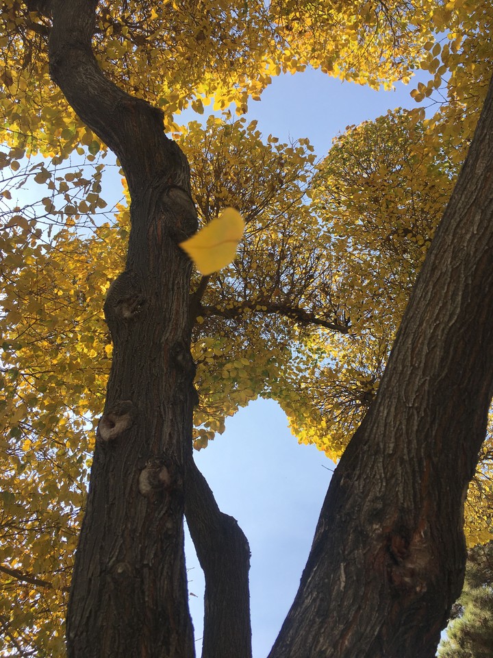 trees
