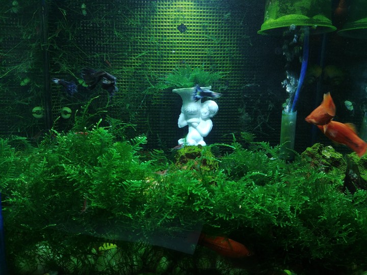 basic aquascape