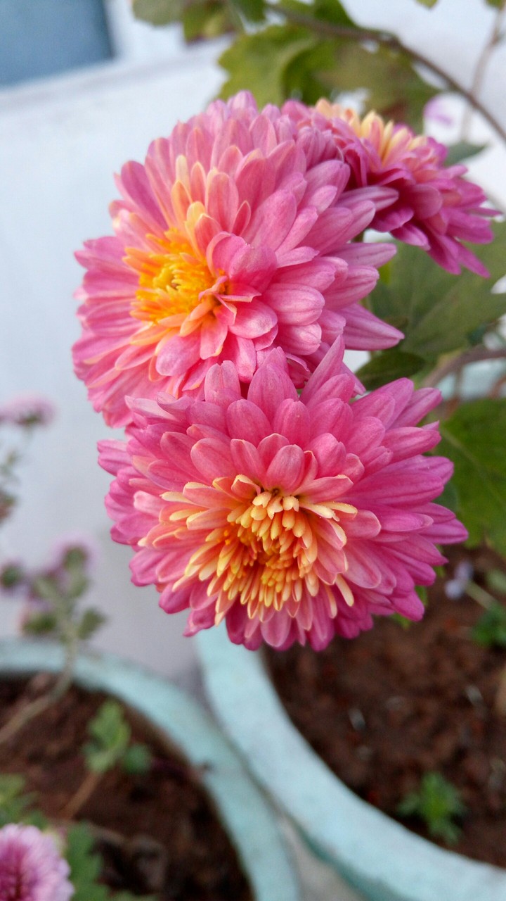 flower