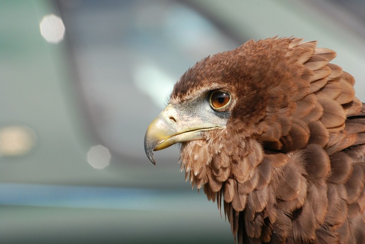 eagle