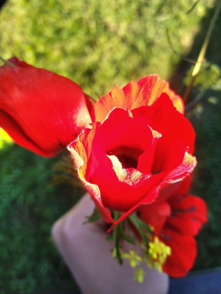 Plum rose