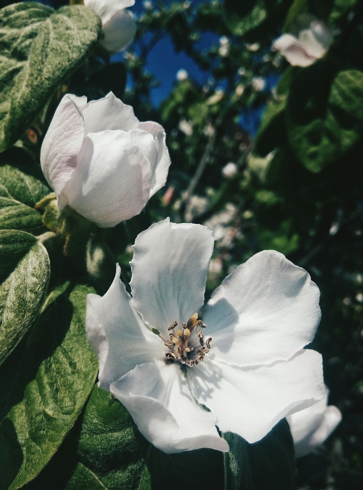 another blossom