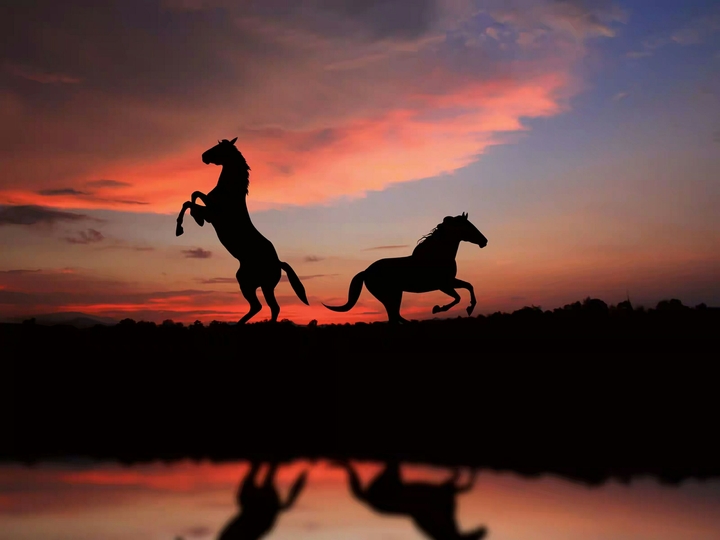 Horses
