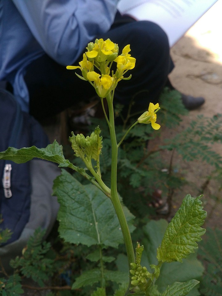 beautiful flower