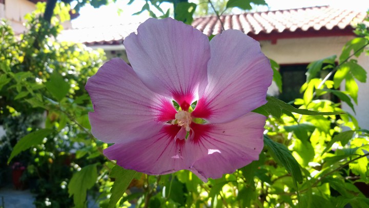 flower