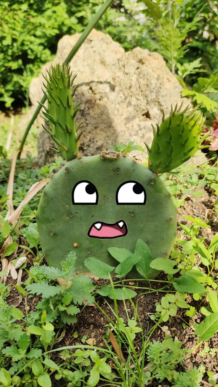 Cactus