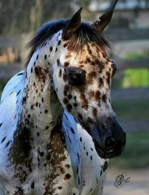 All the Pretty Horses