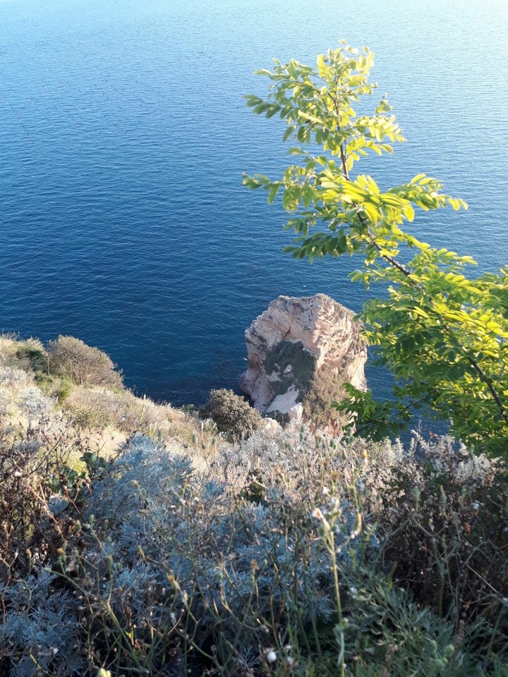 mare