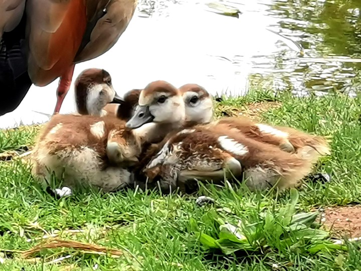 baby geese