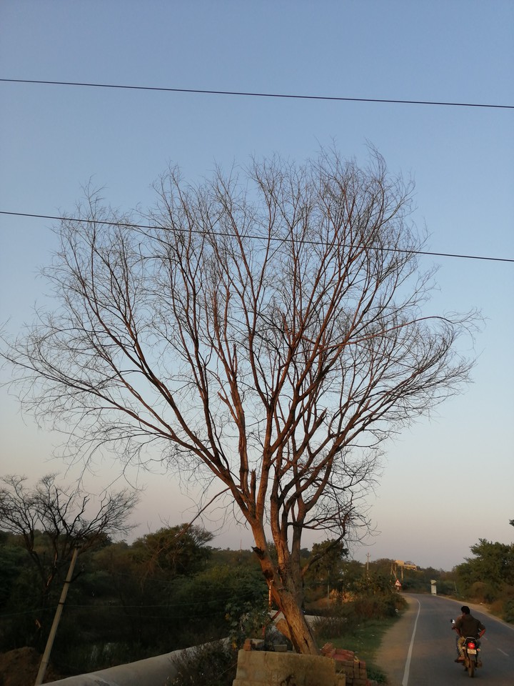 tree