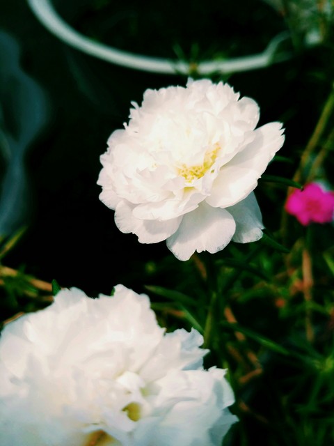 white flower