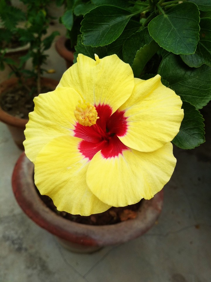 hibiscus