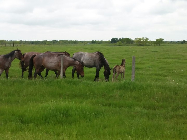 Horses