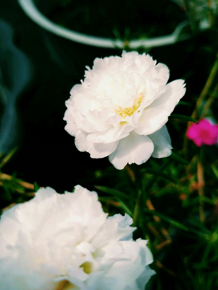 white flower