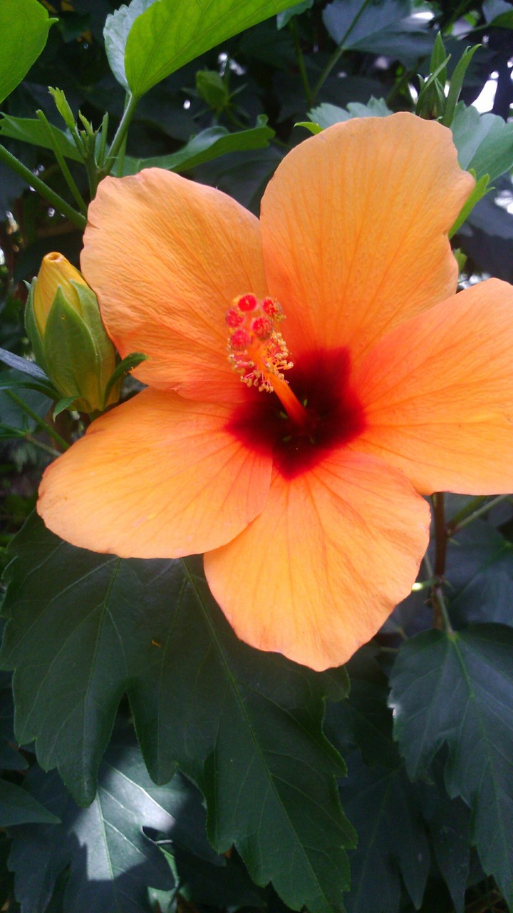 Hibiskus