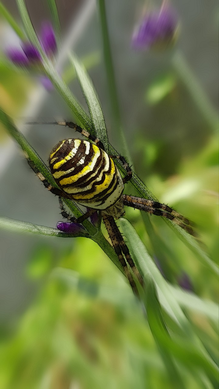 Argiope bruennichi