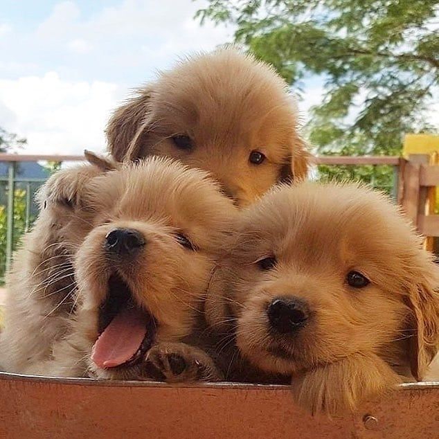 Three dogs united.