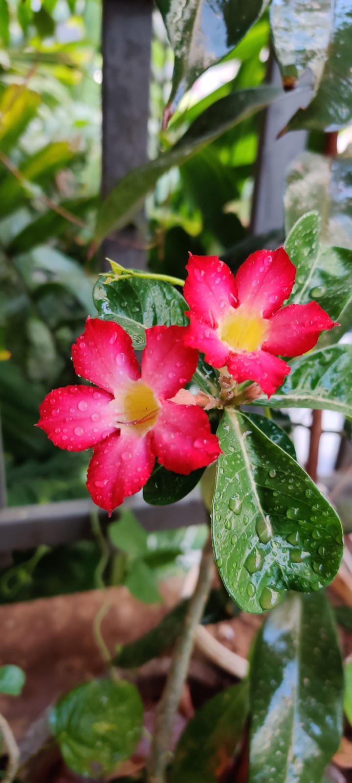 rains and flowers