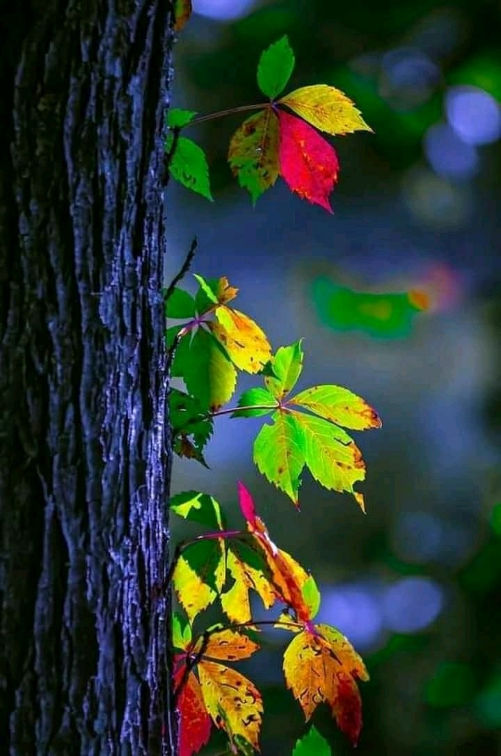 colourful leaf