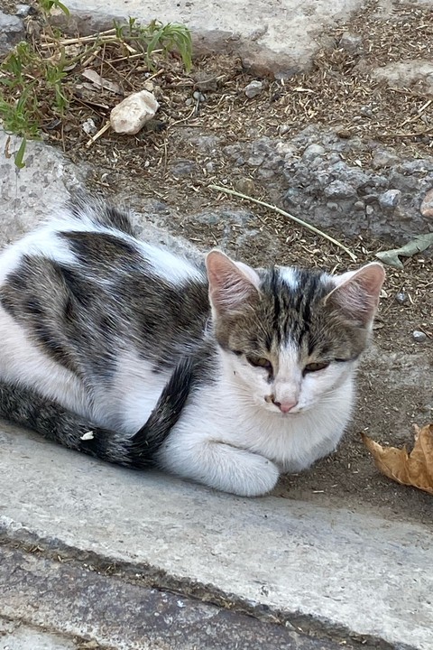 grey, mammal duvar kağıtları