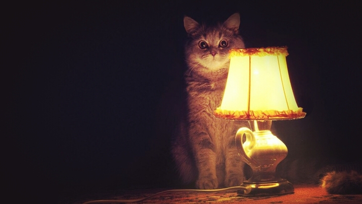 cat and his lamp