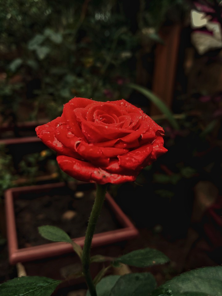 #rose