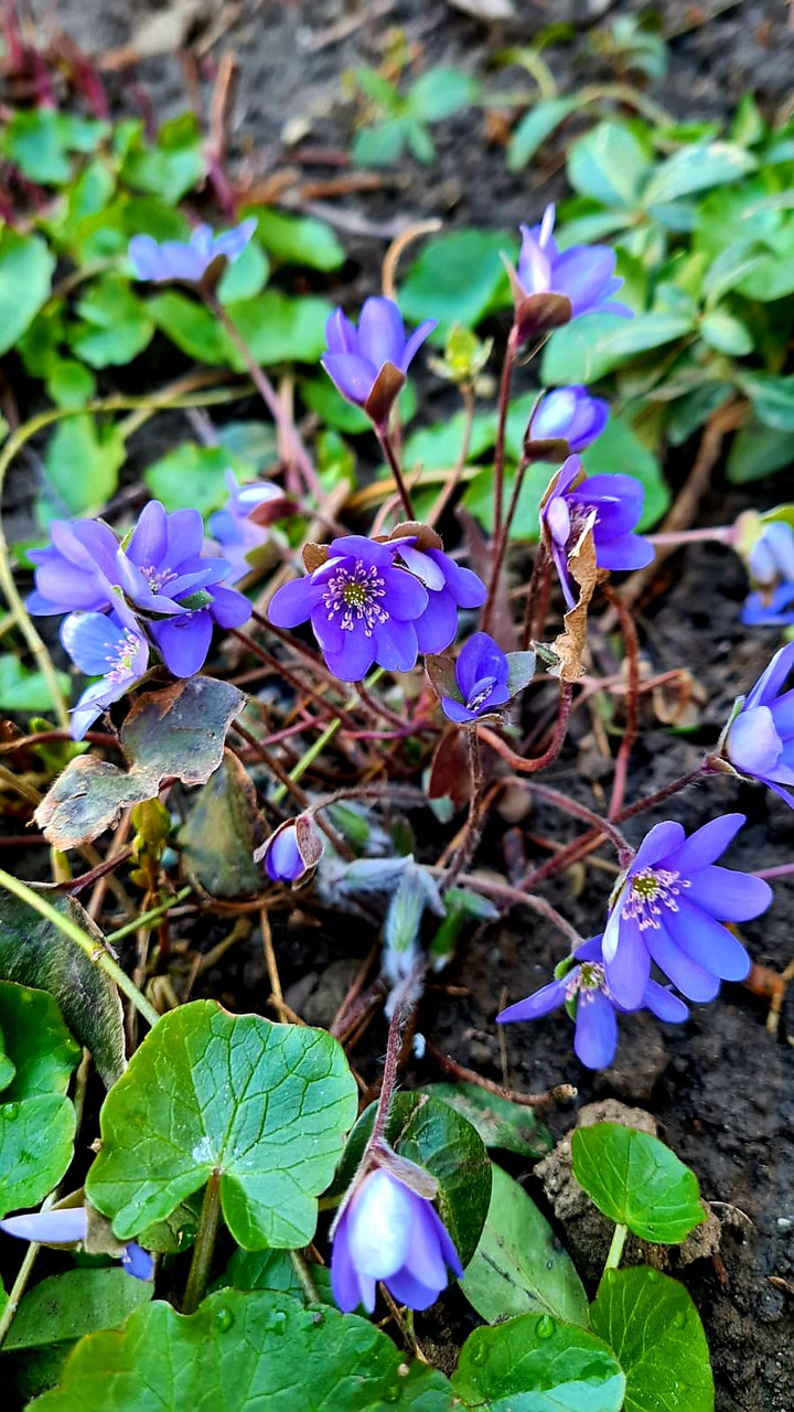 Spring
