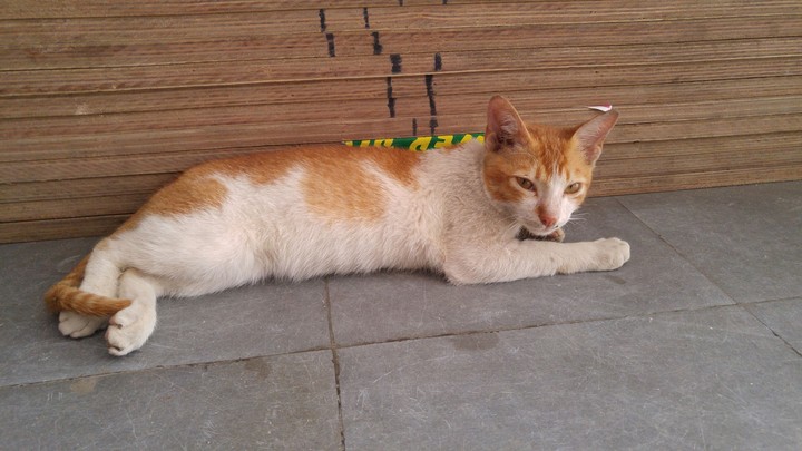 cat