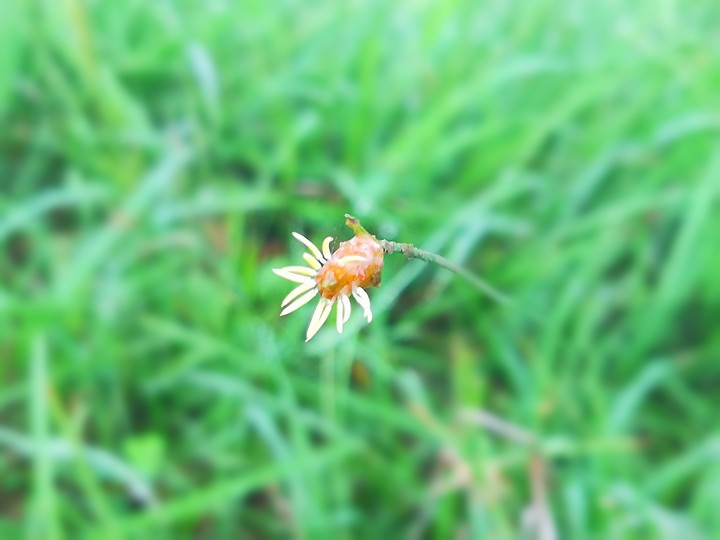 NFT Photography
