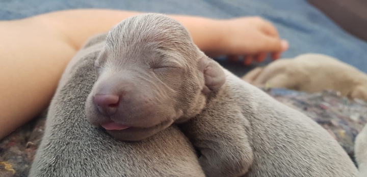puppy