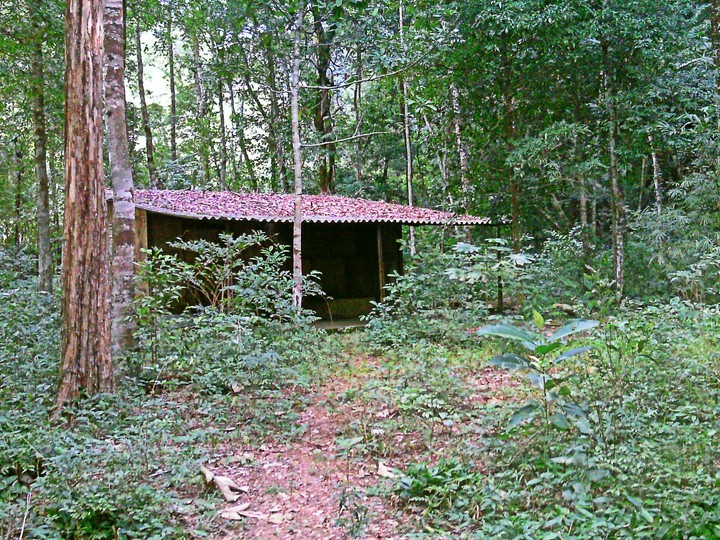 floresta