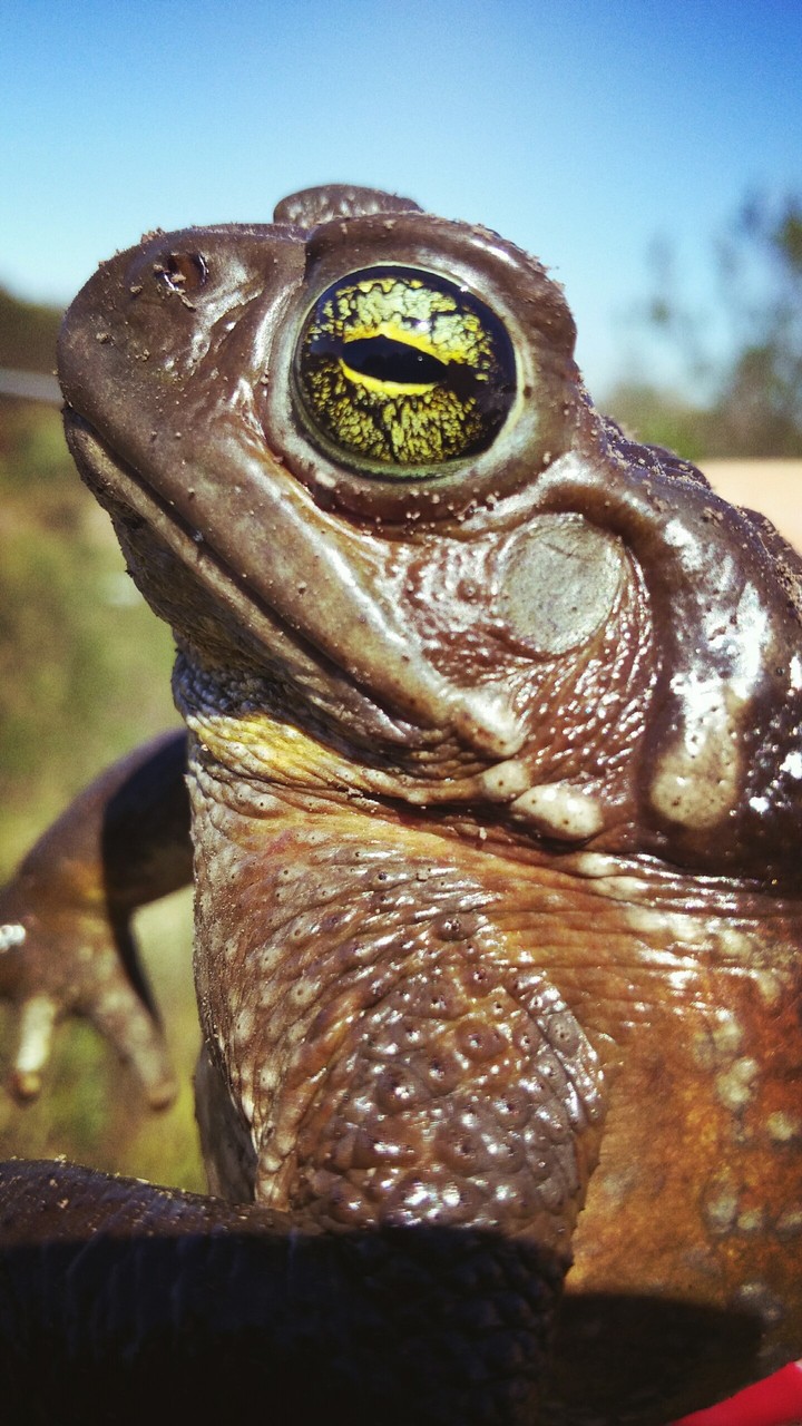 Frog's Eye
