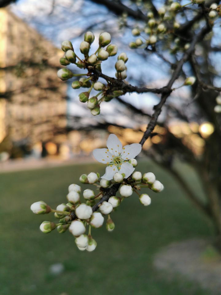 spring