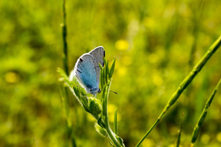 Blue butterfly