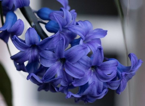 sfondi flower, hyacinth
