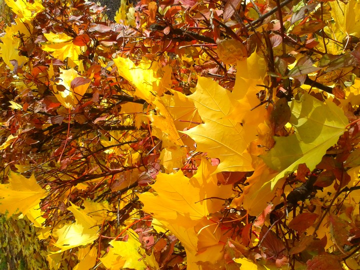 golden leaves