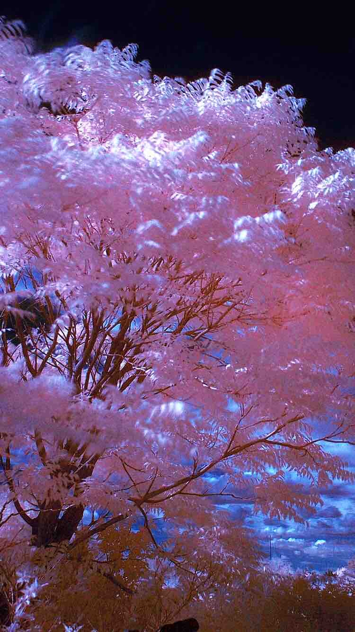 벚꽃